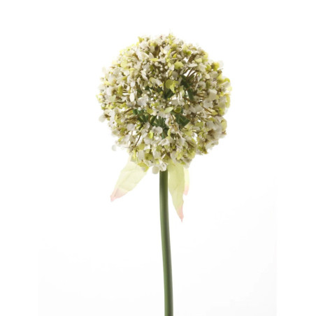 ALLIUM OKSA VALKOINEN P70CM