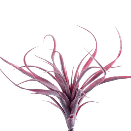 TILLANDSIA BURGUNDI