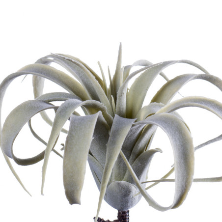 TILLANDSIA HARMAA