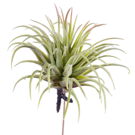 TILLANDSIA V.VIHREÄ