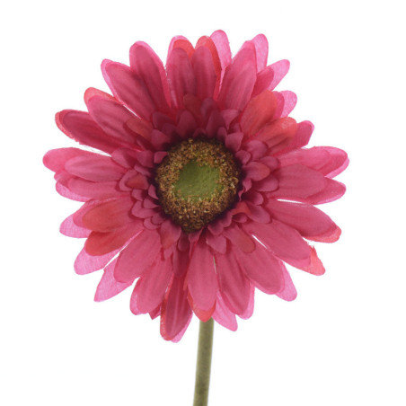 GERBERA FUKSIA