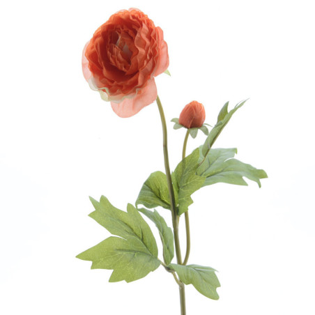 RANUNCULUS ORANSSI P57CM