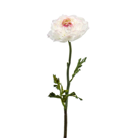 RANUNCULUS KERMA/PINKKI