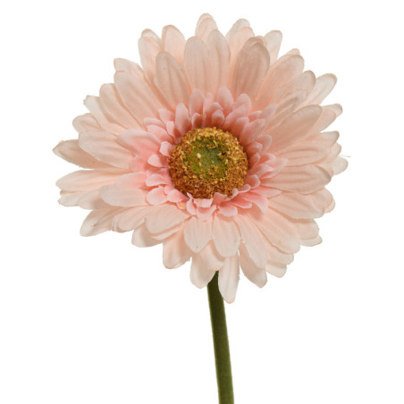 GERBERA PERSIKKA