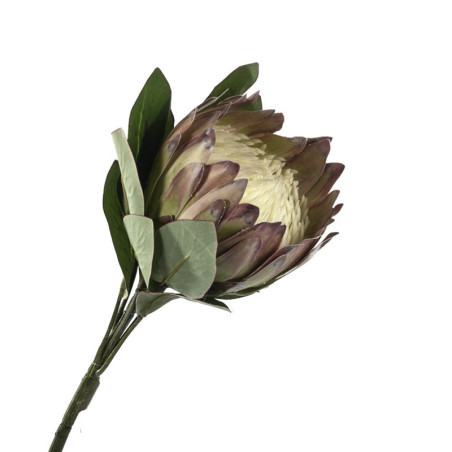 PROTEA ISO