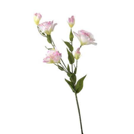 EUSTOMA VA-VPU