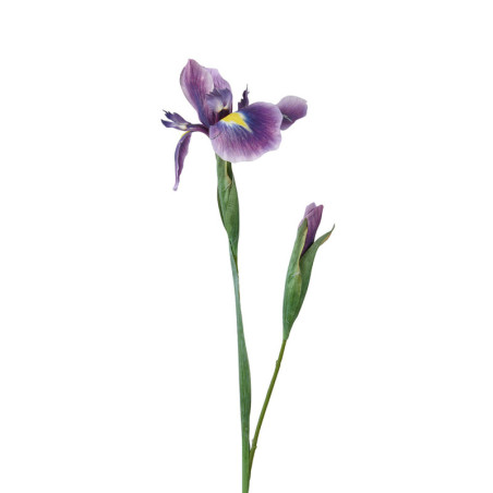 IIRIS TUMMA LILA P 78 CM