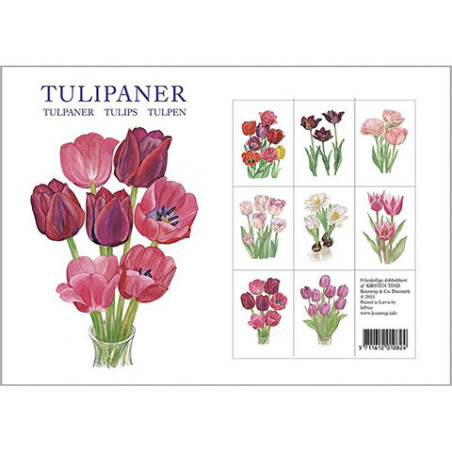 KORTTIPK/8 TULPPAANI