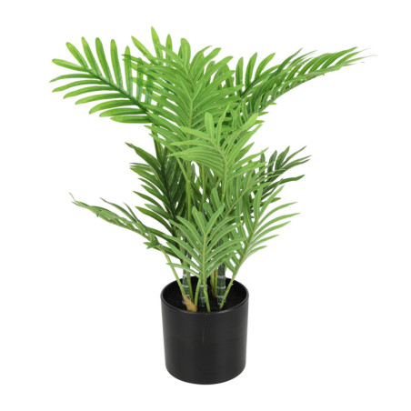 ARECA PALMU VI RUUKUSSA K40