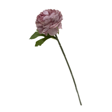 RANUNCULUS AVOIN VANHA ROOSA