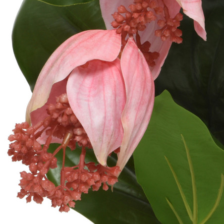 MEDINILLA VPU-VI RUUKUSSA H49 K42