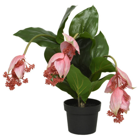 MEDINILLA VPU-VI RUUKUSSA H49 K42