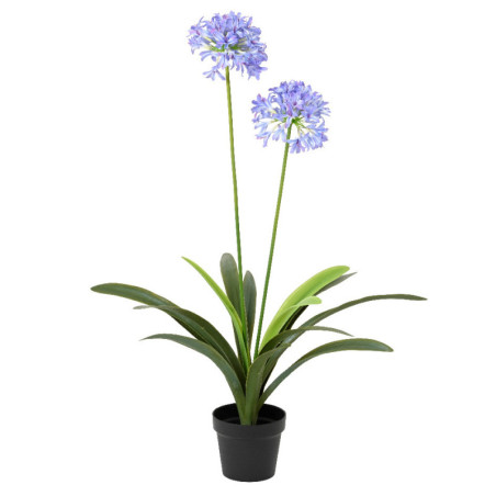 SINISARJA AGAPANTHUS LILA RUUKUSSA