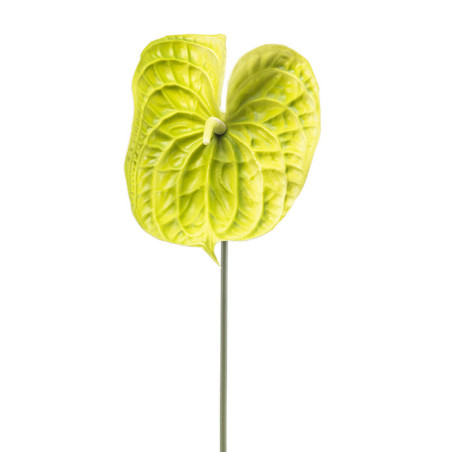 ANTHURIUM OKSA LIME  P70CM