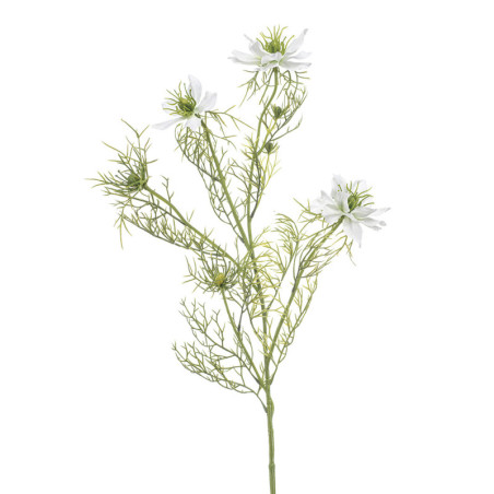 NIGELLA OKSA VALKOINEN P68 CM