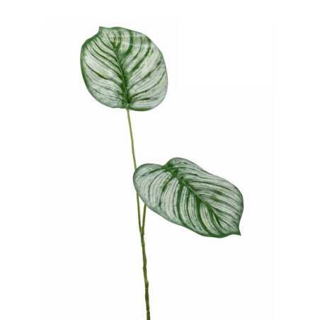 CALATHEA LEHTI VA-VI P 50CM