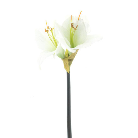 AMARYLLIS LEIKKO KERMA 52 CM