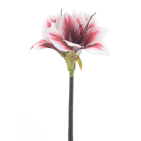 AMARYLLIS LEIKKO 2-VÄRINEN 52 CM